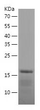    BTG2 / Recombinant Human BTG2