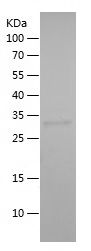    APC2 / Recombinant Human APC2