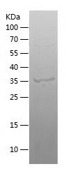    C18orf8 / Recombinant Human C18orf8