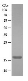    ILRN / Recombinant Human ILRN