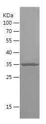    DHH / Recombinant Human DHH