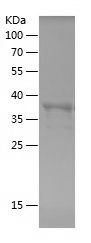    CD325 / Recombinant Human CD325