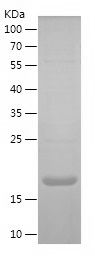    CD112 / Recombinant Human CD112