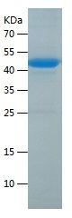    CTNNA2 / Recombinant Human CTNNA2