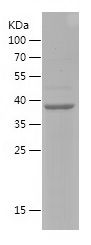    TFEB / Recombinant Human TFEB