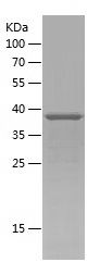    TFE3 / Recombinant Human TFE3