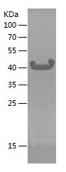    GNAS / Recombinant Human GNAS