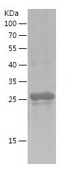    TFAP2A / Recombinant Human TFAP2A