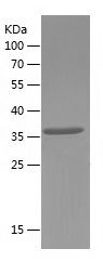    TCF4 / Recombinant Human TCF4