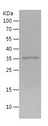    FAM129A / Recombinant Human FAM129A