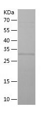    ELL2 / Recombinant Human ELL2