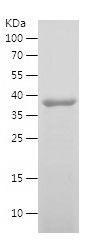    TRKB / Recombinant Human TRKB