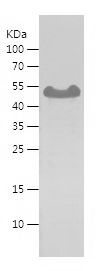    CHGA / Recombinant Human CHGA