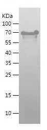    TAU-1 / Recombinant Human TAU-1