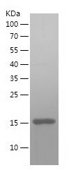    TOM20 / Recombinant Human TOM20