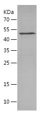    PARP1 / Recombinant Human PARP1