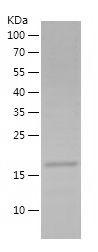    CD354 / Recombinant Human CD354