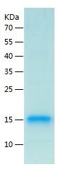    HE4 / Recombinant Human HE4