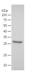    VAMP2 / Recombinant Human VAMP2