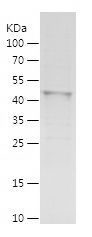    MEIS2 / Recombinant Human MEIS2