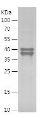    MDM2 / Recombinant Human MDM2