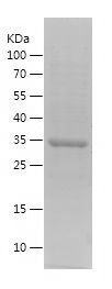    ELL / Recombinant Human ELL