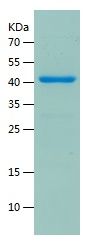    IDO1 / Recombinant Human IDO1