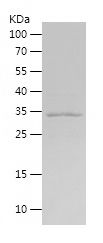    MAS1L / Recombinant Human MAS1L