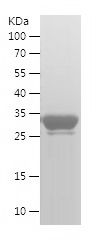    HSPA8 / Recombinant Human HSPA8