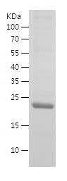    GPI / Recombinant Human GPI