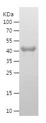    MEIS3 / Recombinant Human MEIS3