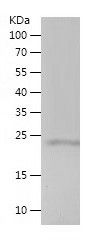    MED28 / Recombinant Human MED28