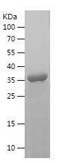    GAST / Recombinant Human GAST