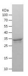    ING3 / Recombinant Human ING3