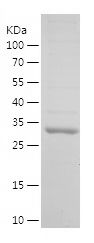    SPRR3 / Recombinant Human SPRR3