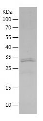    CD38 / Recombinant Human CD38