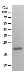    IHH / Recombinant Human IHH