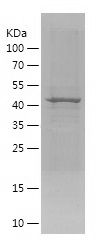    SIM2 / Recombinant Human SIM2