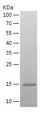    Ghrelin / Recombinant Human Ghrelin