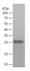    MAF / Recombinant Human MAF