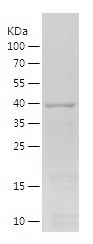    CCNA2 / Recombinant Human CCNA2