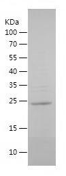    ERG / Recombinant Human ERG