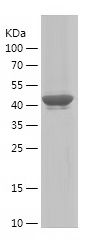    MYH1 / Recombinant Human MYH1