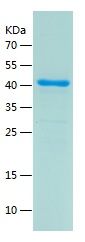    MDMX / Recombinant Human MDMX