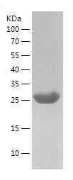    FAK / Recombinant Human FAK