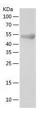    TOR1AIP2 / Recombinant Human TOR1AIP2