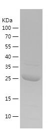    CSH1 / Recombinant Human CSH1