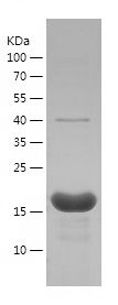    PIN1 / Recombinant Human PIN1