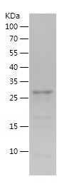    OXM / Recombinant Human OXM