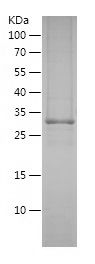    CYP3A4 / Recombinant Human CYP3A4